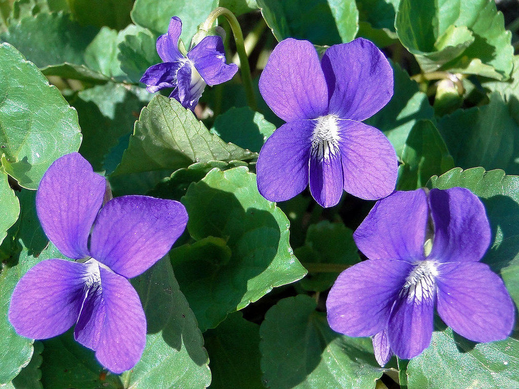Wood Violets Image